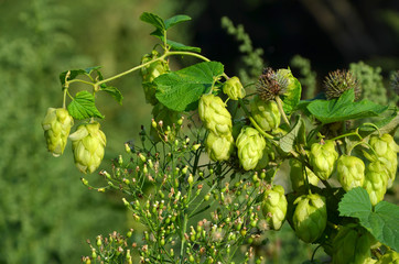 hops green plant in the garden