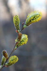 willow branch with catkins