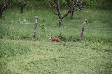 Female cautious fox in the meadow