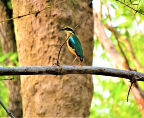 The Indian Pitta on a branch