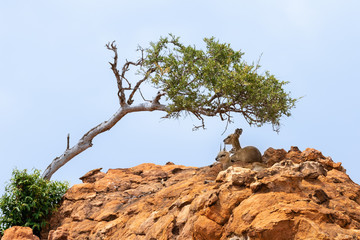 A klipspringer ram and ewe laying in the the shade of a tree high up on rocks in Mapungubwe National Park, South Africa