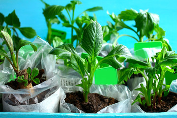Tubers and seedlings of dahlias before planting in the ground. Different dahlia varieties