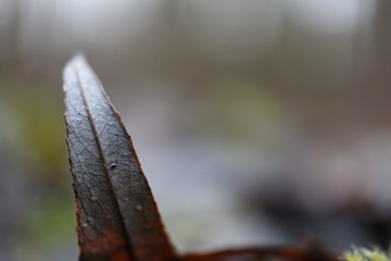 tree leaf in macro, minimalistic background 