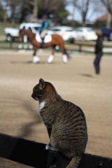 Cat on fence teaching lesson