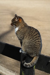 Cat on fence