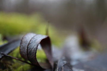 tree leaf macro