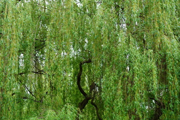Grüne Blattlandschaft einer Trauerweide