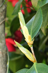 봄에 핀 동백나무 새순 새싹