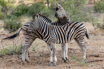 Fototapeta na wymiar Two zebras standing and interacting with one another in Mapungubwe National Park, South Africa