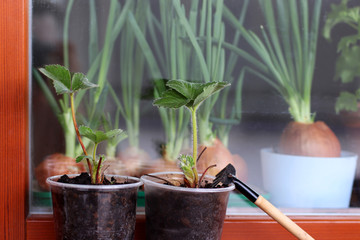 Seedlings of strawberries and Green onions grow in pots. A small garden on the windowsill. Spring...