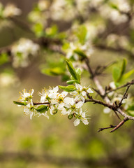 blooming cherry tree