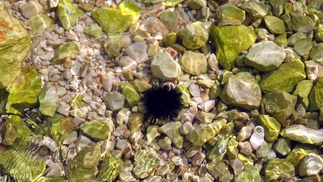 Black sea urchin lies underwater on stones. Sea urchin Echinothrix diadema, commonly called diadema urchin or blue-black urchin, underwater at bottom. Long spines sea urchin. Water slow motion.