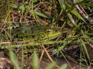 Teichfrosch (Rana esculenta) im Gras am Teich