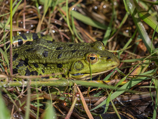 Teichfrosch (Rana esculenta) im Gras am Teich