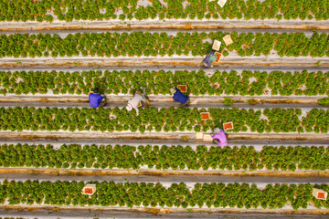 Farm workers picking ripe Red Strawberries and putting them in small white boxes.
