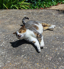 A beautiful brown and white cat lies on the ground and sunbathes in the sun in Portugal