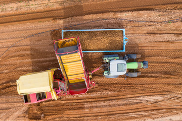 Large Potato Harvester discharging ripe Potatoes into a storage trailer, Aerial view.
