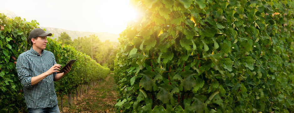 Man farmer at the grape farm. 
