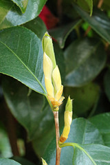 봄에 핀 동백나무 새순 새싹