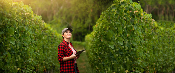 Woman farmer at the grape farm. The woman holds in hands of a tablet.