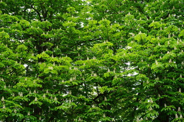 Blühende Kastanienbäume