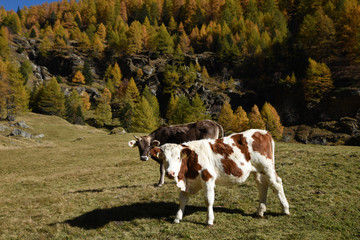 Fototapeta na wymiar mucche allevamento pascolo 