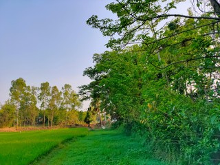Obraz premium trees in the garden