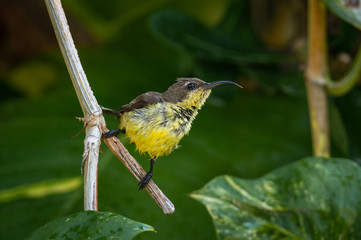 Olive-backed sunbird, Yellow-bellied sunbird