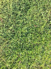 green grass background