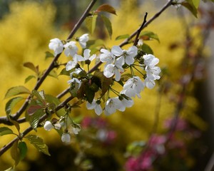 apple flowers
