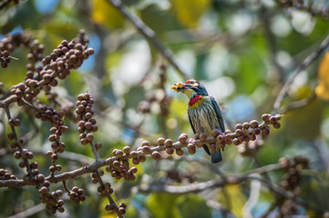 Coppersmith Barbet bird
