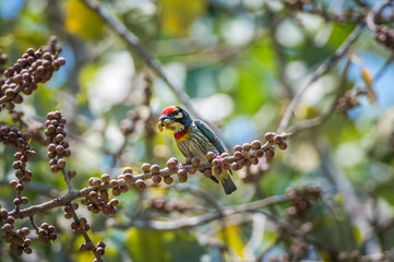 Coppersmith Barbet bird