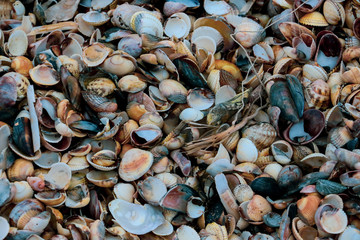Close up of an assortment of small seashells and stones washed up on a English beach after a winter...