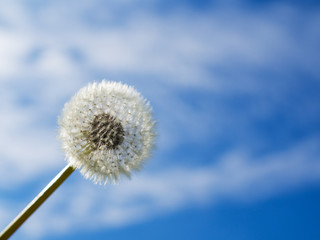 Dandelion seed with blue sky
