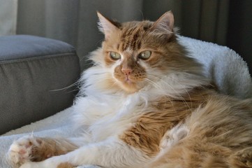 [PT] Gata a relaxar no sofá.
[EN] Cat chilling on the sofa.
