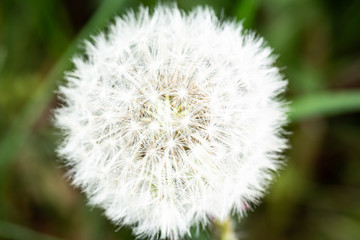 Dandelion ripe fruits in the wild in an extreme closeup with a macro lens shot.