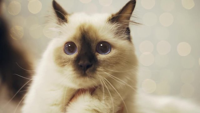 Face sacred birman cat with blue eyes