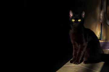 Black cat on dark background, domestic animal, Black cat creepy/sinister face, black cat with yellow eyes