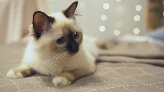 Face sacred birman cat with blue eyes