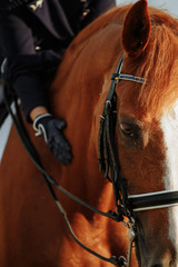 Unknown rider in action on a dressage horse. An abstract shot of a horse during a...