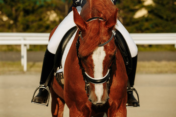 Fototapeta premium Unknown rider in action on a dressage horse. An abstract shot of a horse during a competition.Lovely girl jockey sitting in the saddle on a horse shooting close-up. 