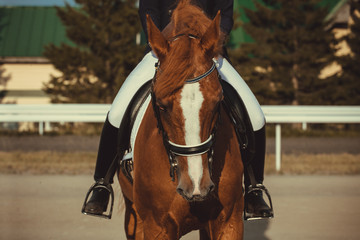 Unknown rider in action on a dressage horse. An abstract shot of a horse during a competition.Lovely girl jockey sitting in the saddle on a horse shooting close-up. 