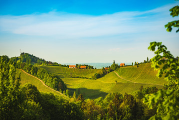 Fototapeta na wymiar Panorama of South Styria Vineyards landscape near Austria - Slovenia border. View at Vineyard fields in sunset in spring.