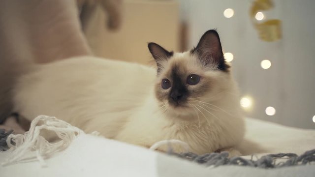 Fluffy thoroughbred white cat. Sacred birman