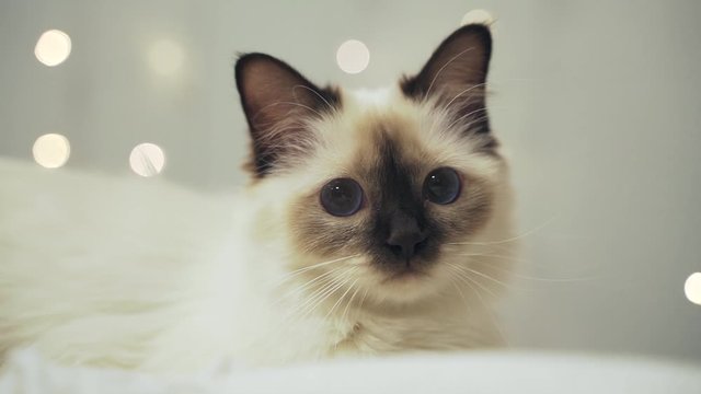 Face sacred birman cat with blue eyes