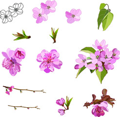 Isolated vector illustration of flowers and leaves of an apple tree. For decorative compositions.