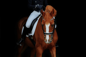 Red dressage horse of pure breed portrait on black background. Girl sitting on horse 