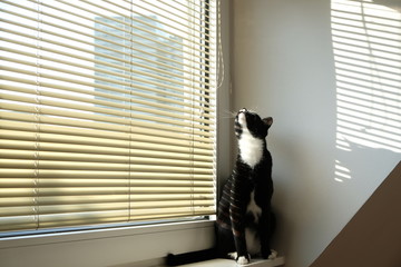 Katze beobachtet durch die Jalousien, Licht- und Schattenspiel auf dem Fell
