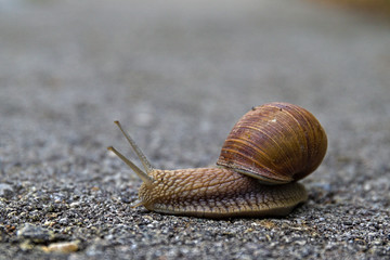 snail on the road