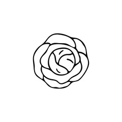 Hand drawn vegetable cabbage icon isolated on white background. Concept for farmers market, organic food, grocery store, cafe, restaurant.  Natural product, vegetarian, fresh, natural, design